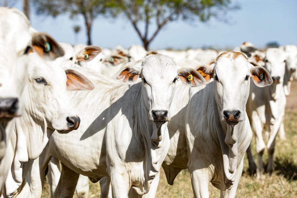 tações do agronegócio brasileiro, a China respondeu por mais de US$ 50 bilhões e