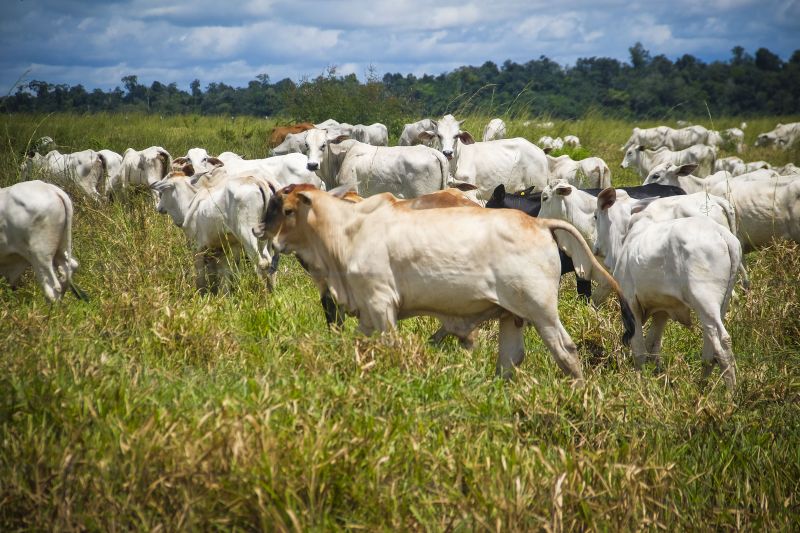 meio do Sistema de Gestão Agropecuária (SIGEAGRO), disponível no site da Adepará