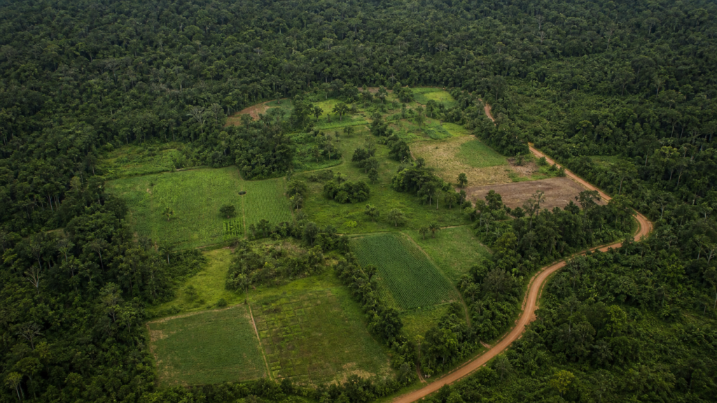 gov.br O post Conab e BNDES divulgam resultado preliminar do Amazônia Viva apareceu primeiro em Canal Rural