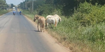 um motorista. Os animais caminham livremente pela pista, obrigando condutores a