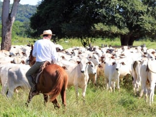 Divulgação) Em 2025, o País consolidou um marco absoluto ao atingir a exportação de 3,5 milhões de toneladas da proteína