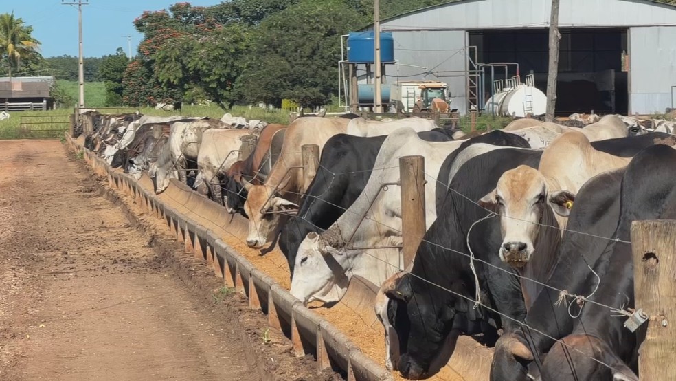 Produtores rurais têm até segunda-feira, 3, para atualizar cadastro de rebanhos no Pará
