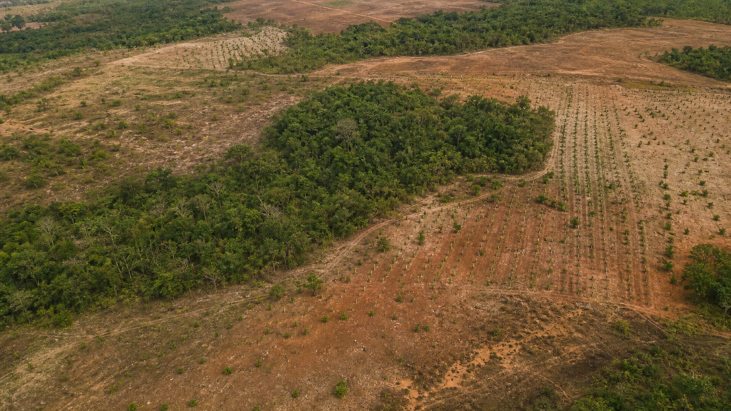 Restaura Biomas recuperará 600 mil hectares de vegetação nativa no Brasil