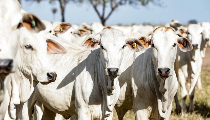 tações do agronegócio brasileiro, a China respondeu por mais de US$ 50 bilhões e