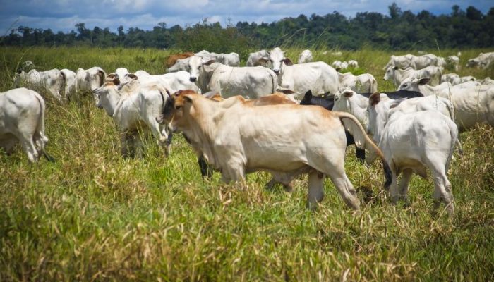 meio do Sistema de Gestão Agropecuária (SIGEAGRO), disponível no site da Adepará