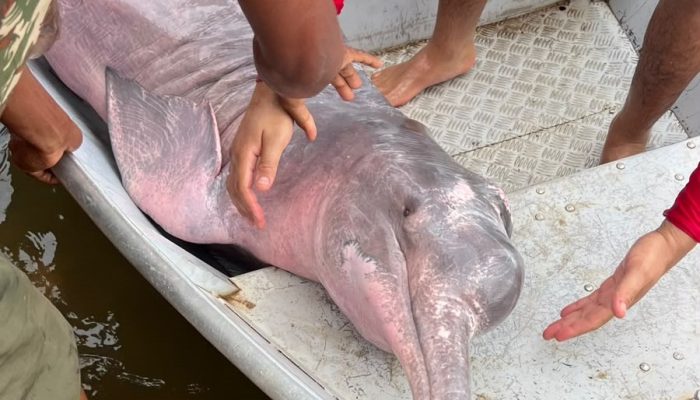 uma avaliação clínica realizada pela médica veterinária Ana Carolina, que consta