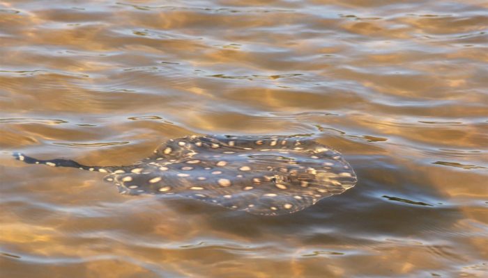 ada de praias e o nível mais baixo do Rio Araguaia, aumenta o risco de acidentes