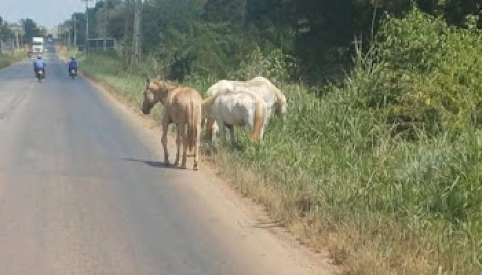 um motorista. Os animais caminham livremente pela pista, obrigando condutores a
