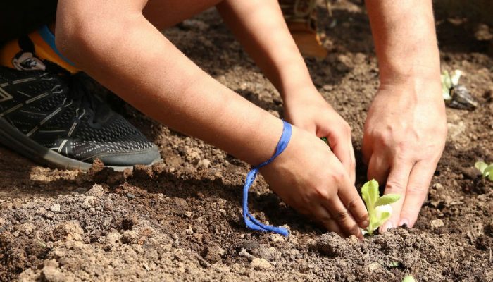 Organizações em São Paulo cobram de candidatos apoio à agroecologia e segurança alimentar