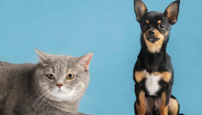 Pará registra mais de 48 mil animais domésticos no sistema Sinpatinhas