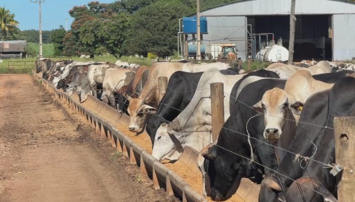 Produtores rurais têm até segunda-feira, 3, para atualizar cadastro de rebanhos no Pará