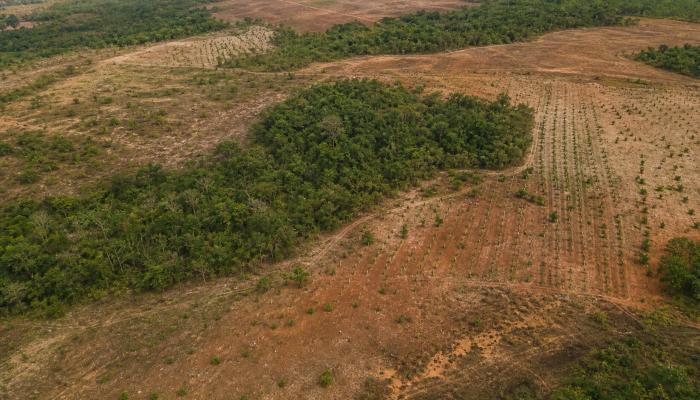 Restaura Biomas recuperará 600 mil hectares de vegetação nativa no Brasil